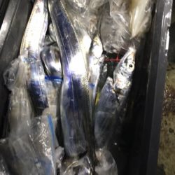 釣船 浦島太郎 釣果