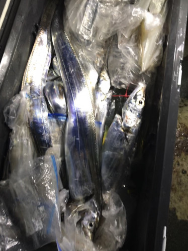 釣船 浦島太郎 釣果