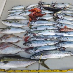 Hit Rush(ヒット ラッシュ） 釣果