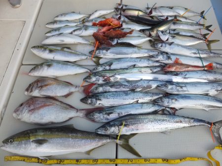 Hit Rush(ヒット ラッシュ） 釣果…