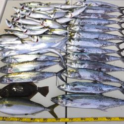 Hit Rush(ヒット ラッシュ) 釣果