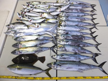 Hit Rush(ヒット ラッシュ） 釣果…