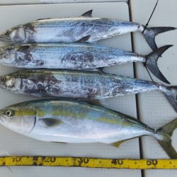 Hit Rush(ヒット ラッシュ） 釣果