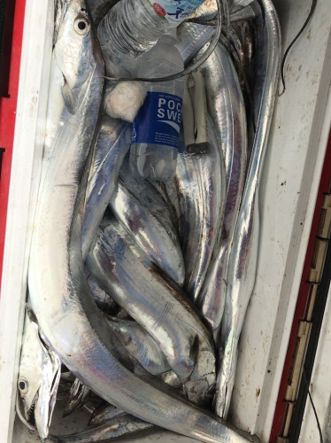 釣船 浦島太郎 釣果