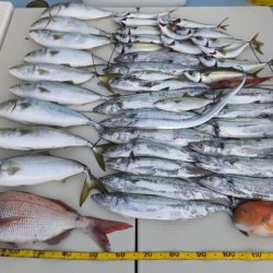 Hit Rush(ヒット ラッシュ) 釣果