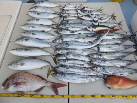 Hit Rush(ヒット ラッシュ） 釣果…