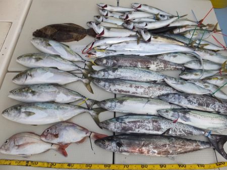 Hit Rush(ヒット ラッシュ） 釣果…