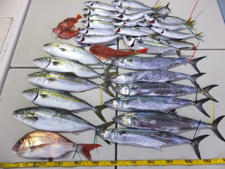 Hit Rush(ヒット ラッシュ） 釣果…