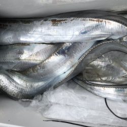 釣船 浦島太郎 釣果