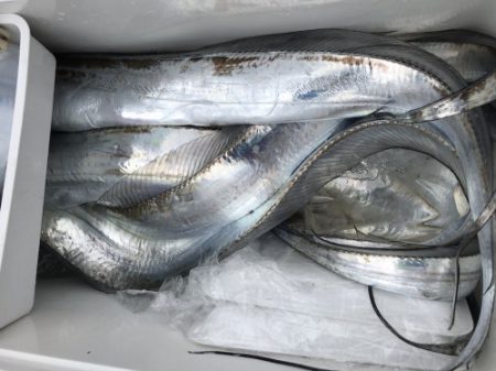 釣船 浦島太郎 釣果