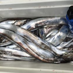 釣船 浦島太郎 釣果