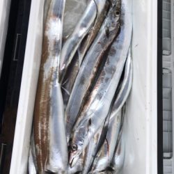 釣船 浦島太郎 釣果