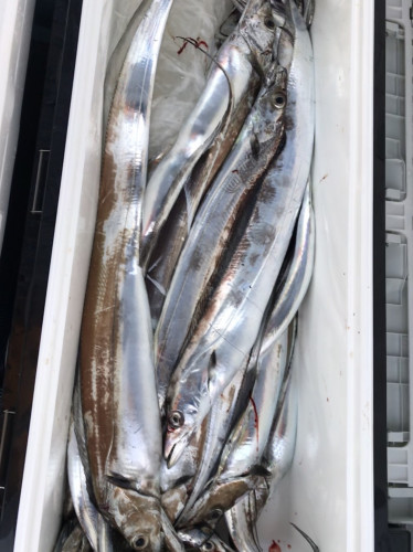 釣船 浦島太郎 釣果