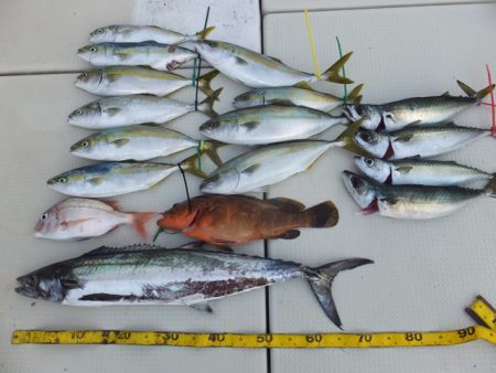 Hit Rush(ヒット ラッシュ） 釣果…