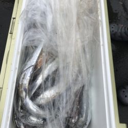 釣船 浦島太郎 釣果