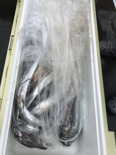 釣船 浦島太郎 釣果