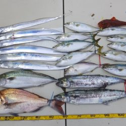 Hit Rush(ヒット ラッシュ) 釣果