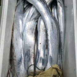 釣船 浦島太郎 釣果