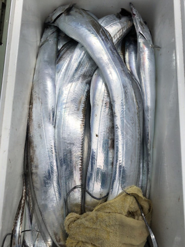 釣船 浦島太郎 釣果