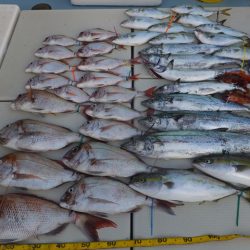 Hit Rush(ヒット ラッシュ) 釣果