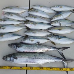 Hit Rush(ヒット ラッシュ) 釣果