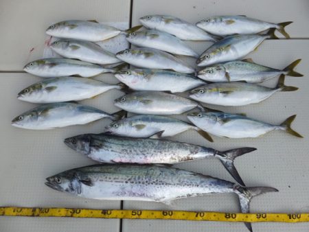 Hit Rush(ヒット ラッシュ） 釣果…