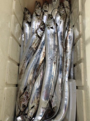 釣船 浦島太郎 釣果