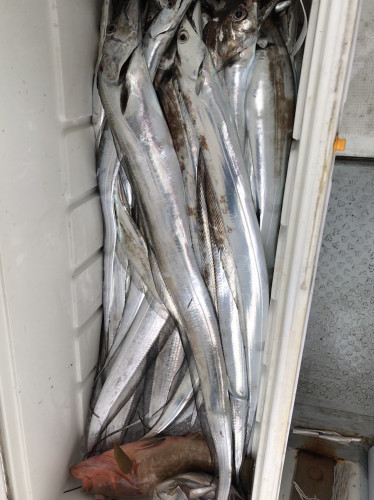 釣船 浦島太郎 釣果