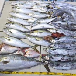 Hit Rush(ヒット ラッシュ) 釣果