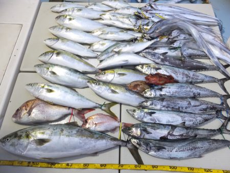 Hit Rush(ヒット ラッシュ） 釣果…