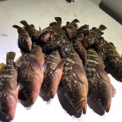 Magic(マジック) 釣果