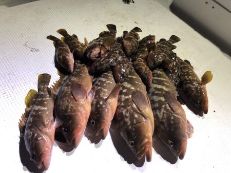 Magic(マジック) 釣果