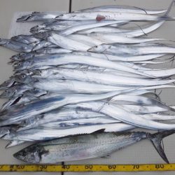 Hit Rush(ヒット ラッシュ) 釣果