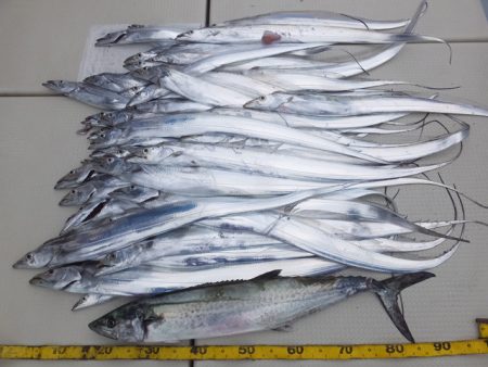 Hit Rush(ヒット ラッシュ） 釣果…