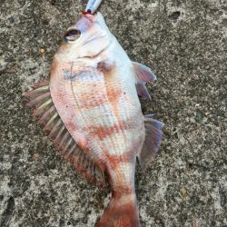 レイズで思いがけない魚との出会い【シャウト（Shout!）レイズ　インプレッション】