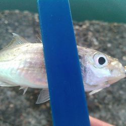 浜名湖　アジングゲーム