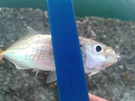 浜名湖　アジングゲーム