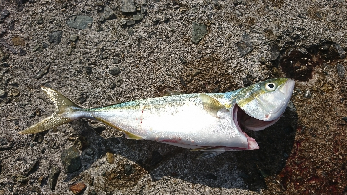 成長してきてます❗