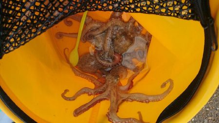 タコ青物は毎日不発