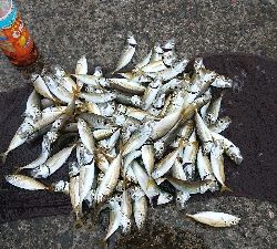 豆アジラッシュ