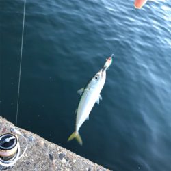 サバ、アジ、がしら