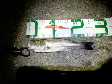 チーバス釣れた～