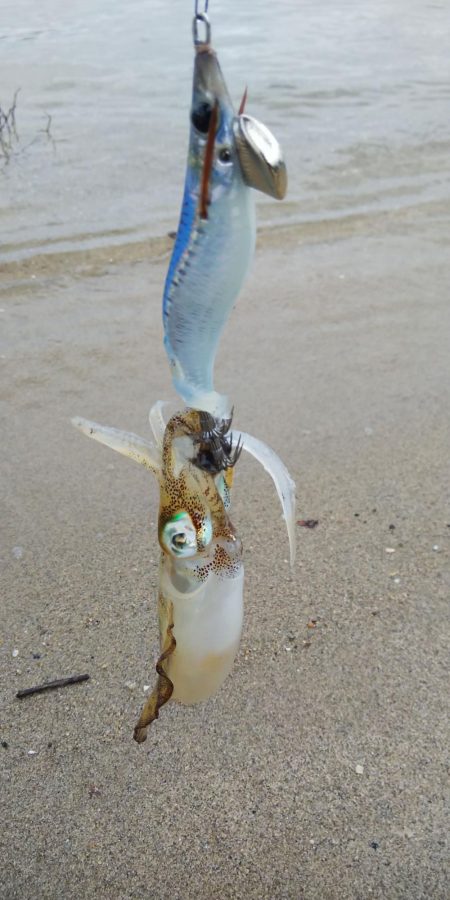 午後からエギング