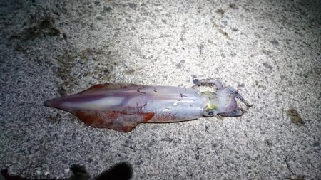 たまたまなのか？