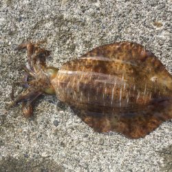 ゴミは持ち帰りましょう