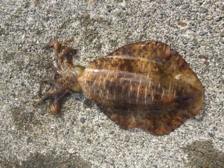 ゴミは持ち帰りましょう