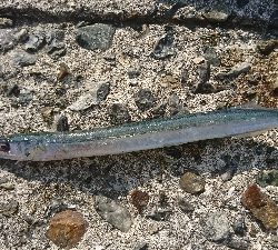 成長してきてます❗