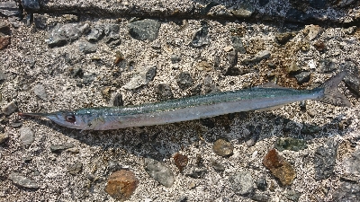 成長してきてます❗