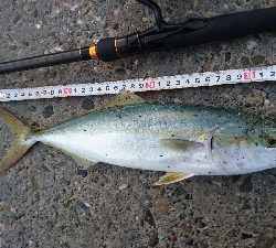 桂浜周辺サーフ、ライトショアジギング