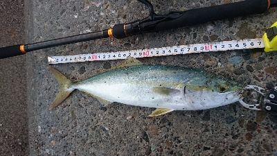 桂浜周辺サーフ、ライトショアジギング